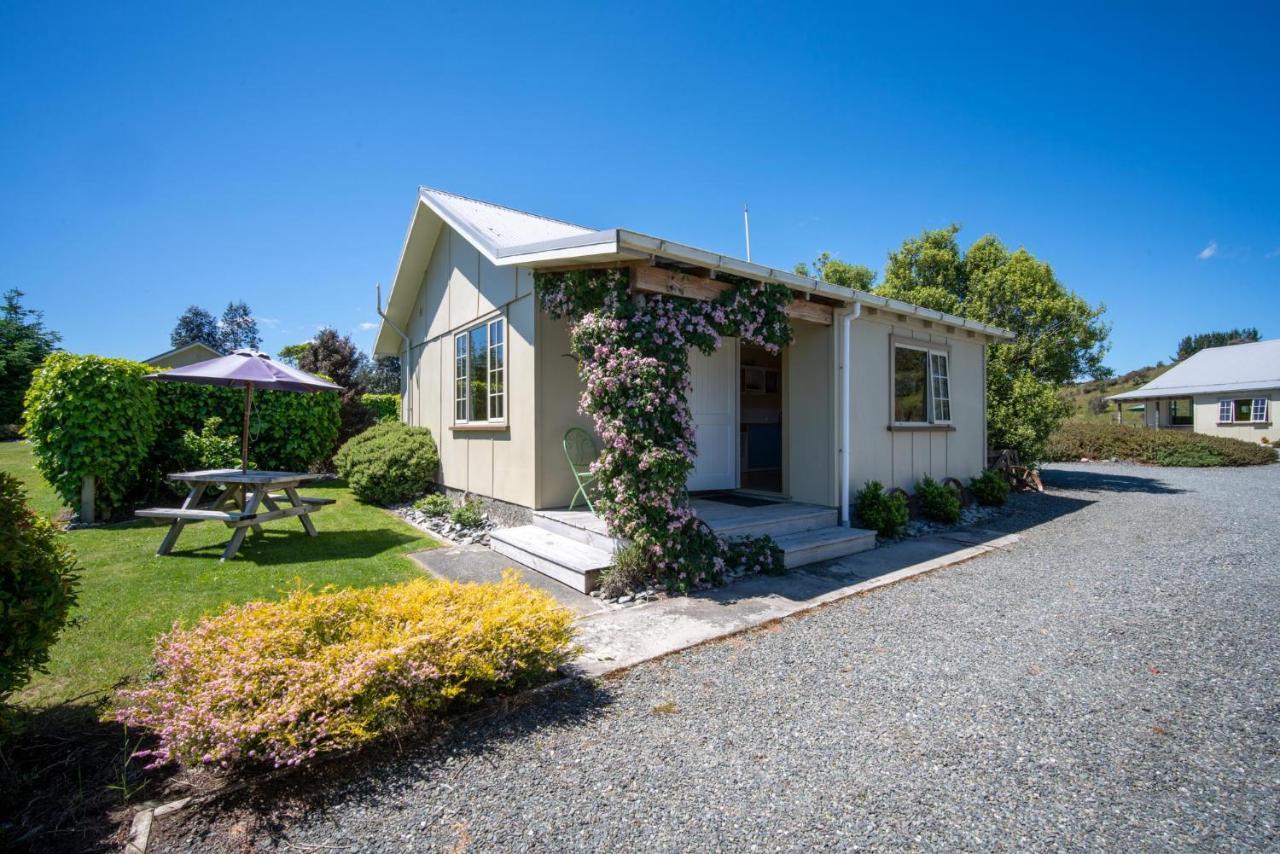 Blue Thistle Te Anau