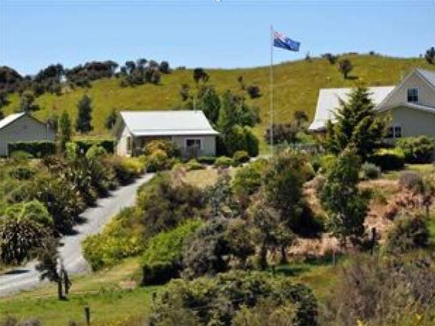 Blue Thistle Te Anau